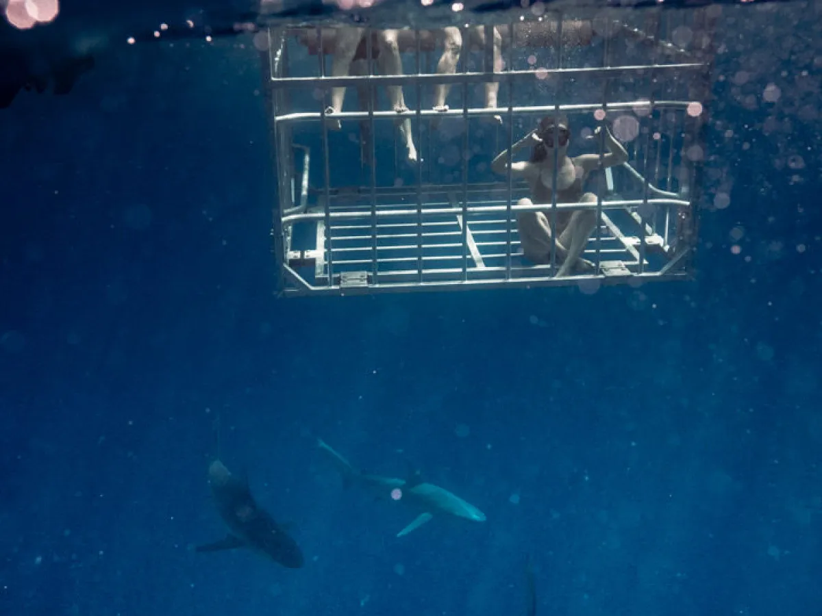 cage diving