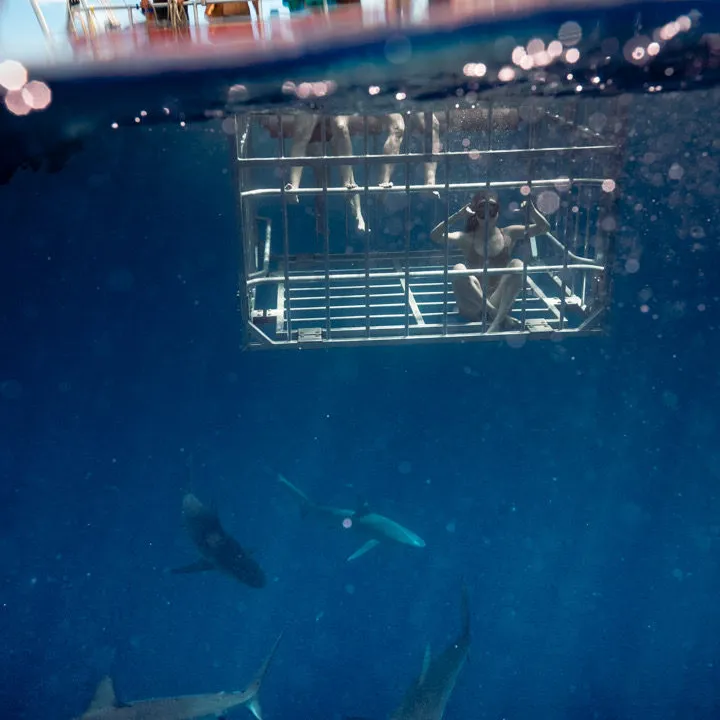 cage diving