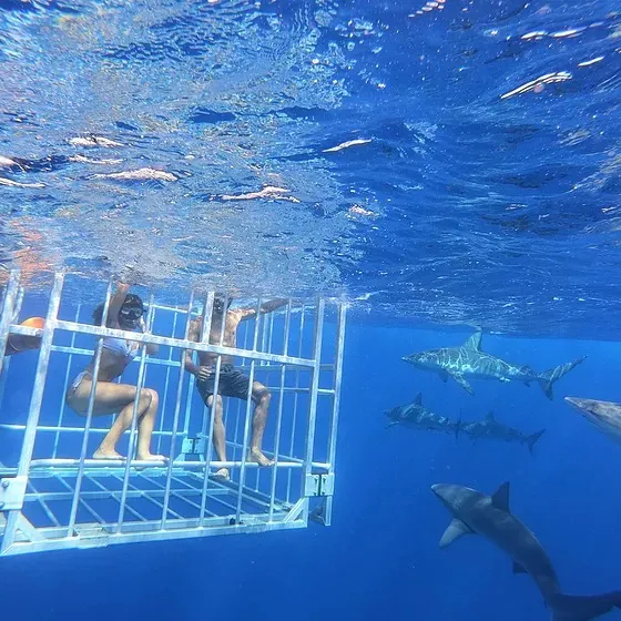 cage diving