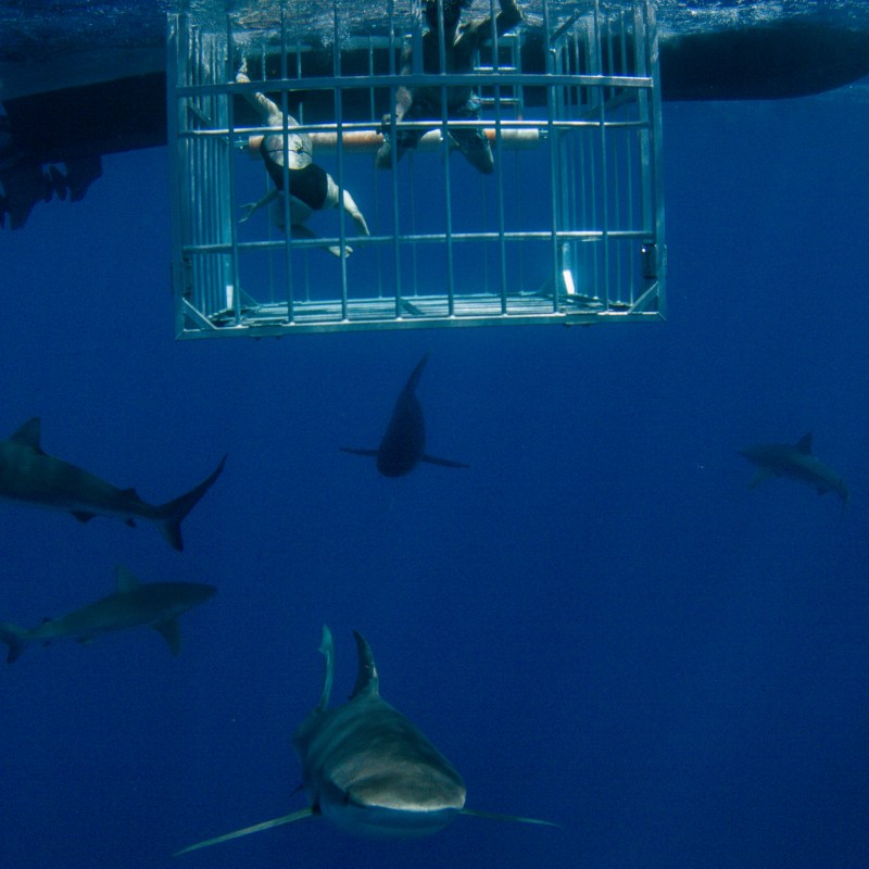 Cage in the water with sharks