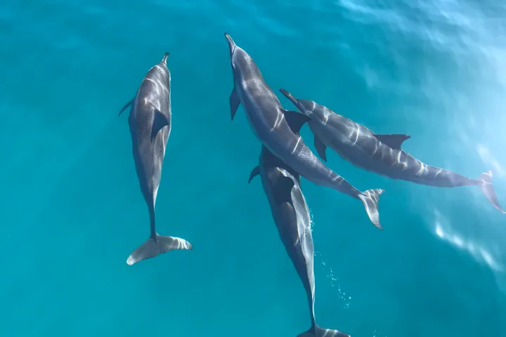 a group of fish in the water