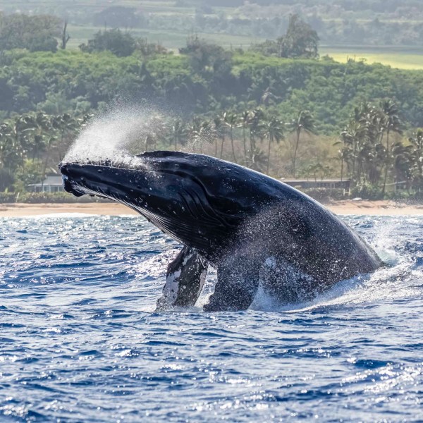 a whale jumping out of the water
