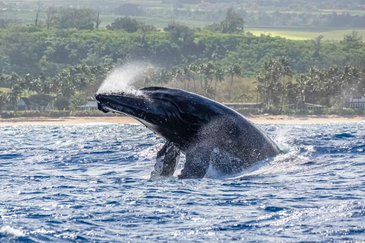 a whale jumping out of the water