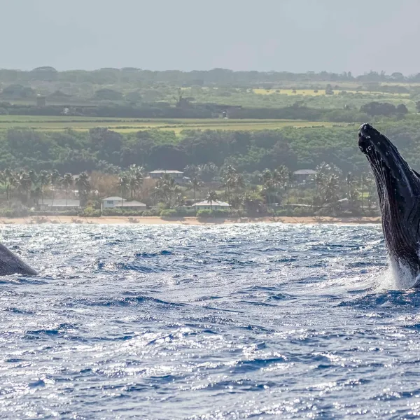 a whale jumping out of the water