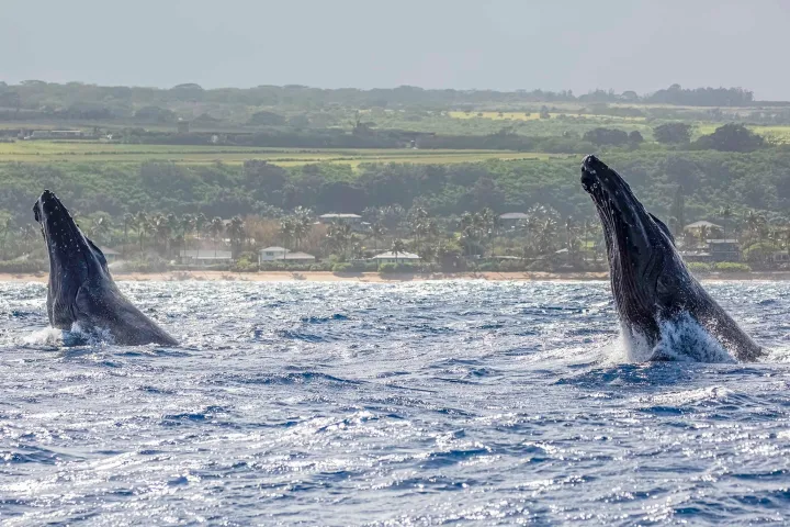 a whale jumping out of the water